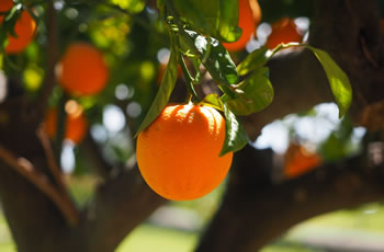 Tree Planting : The Cherry On Top Of The Landscaping Cake!