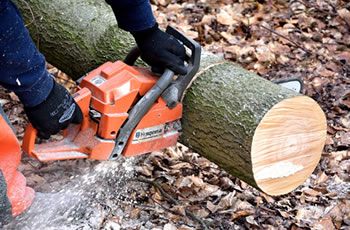 West Palm Beach Tree Removal